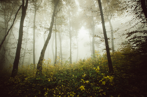 Mist drifting through a mysterious pine forest.