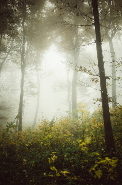 istock fantasy forest landscape in autumn 1942975619