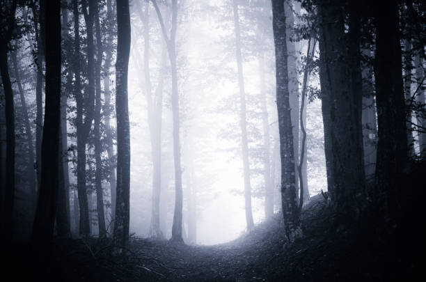 istock mysterious dark woods in fog 1942977686