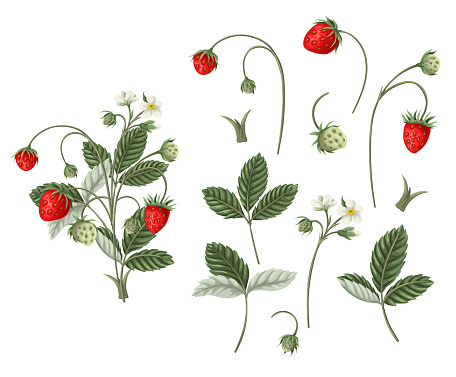 Wild strawberries and leaves isolated. Vector