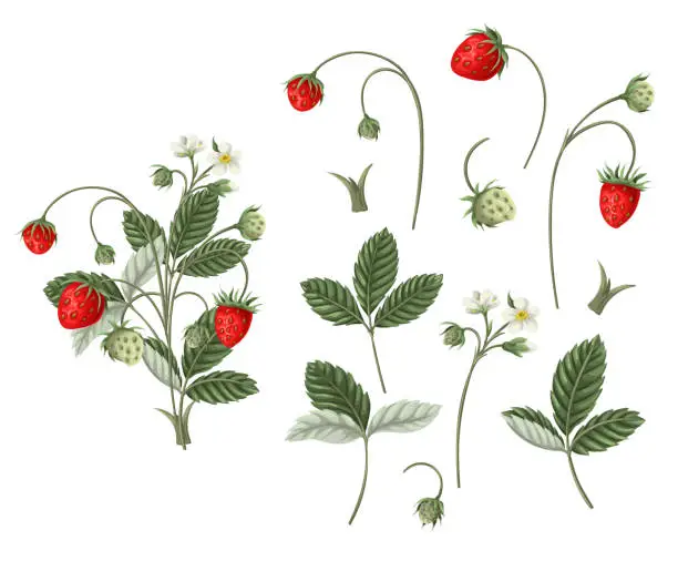 Vector illustration of Wild strawberries and leaves isolated. Vector.