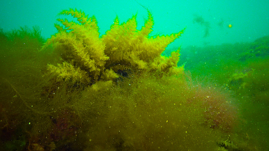 Black Sea, Hydroids Obelia, (coelenterates), Macrophytes Red and Green algae