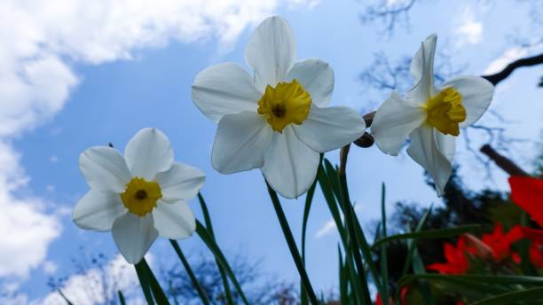 istock White daffodil flowers on a background of blue sky with clouds 1942981902