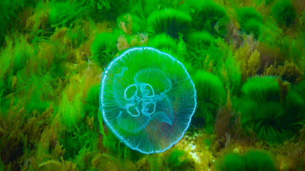 istock Moon jelly Aurelia aurita (moon jellyfish, common jellyfish) 1942982434