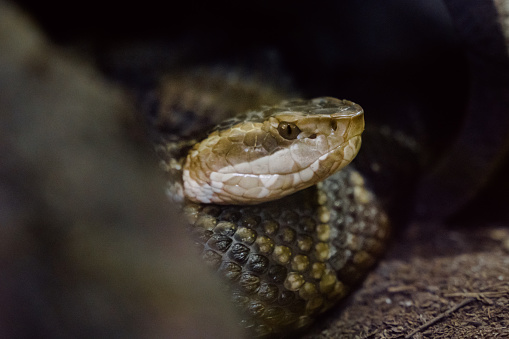 Portrait of nauyaca snake (Bothrops asper).