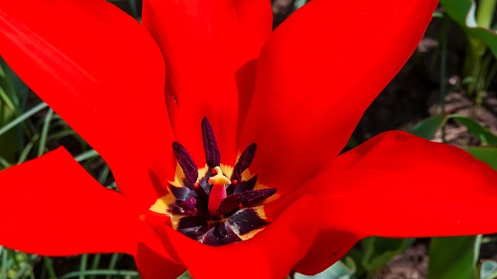 Close-up, Red tulips blooming in spring in the garden, botanical garden in Odessa