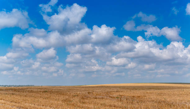 istock Natural landscape, White cumulus clouds over a wheat field, Ukraine 1942990498