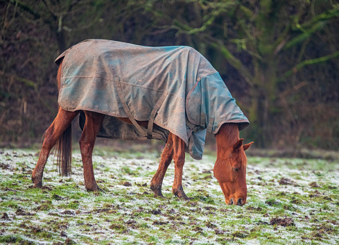 A horse with a winter coat on eating grass in a frozen field. This was taken at Pennington Flash Country Park.