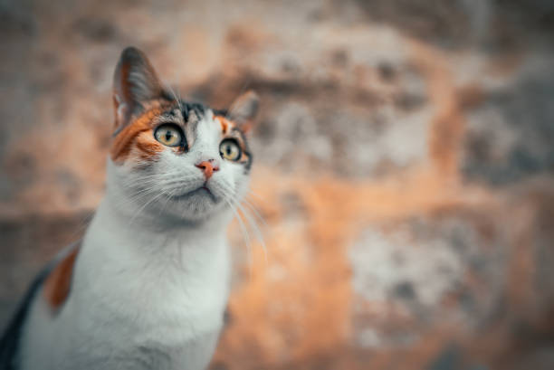 Lonely homeless cat in the street.