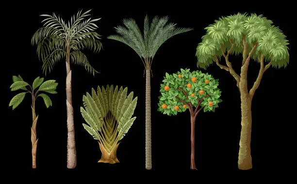 Vector illustration of Tropical trees isolated. Vector.