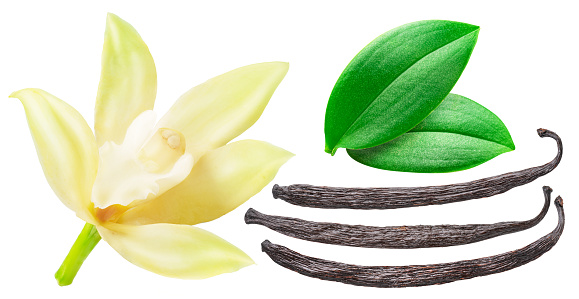 Vanilla flower and beans or vanilla sticks on white background. File contains clipping path.