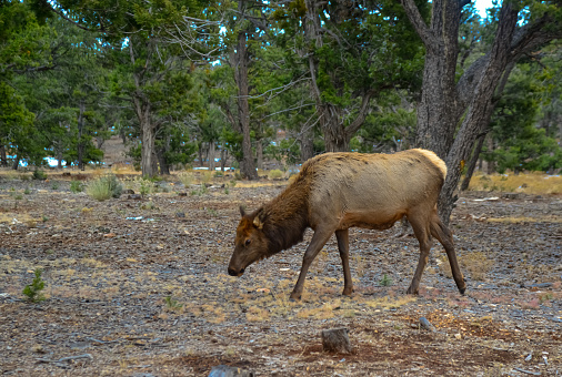 Hornless big deer eats dry grass in the Grand Canyon area, Arizona USA
