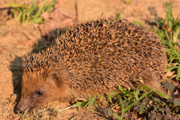 istock European Hedgehog Mammal Animal 1943024781