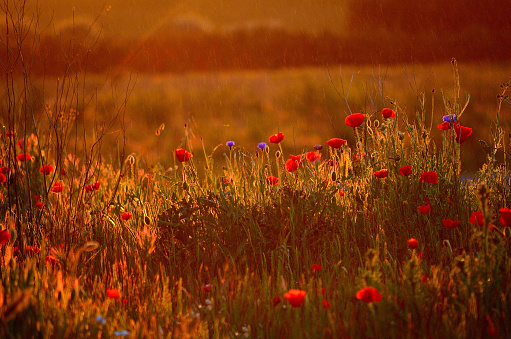 Poppy field with sun and rain