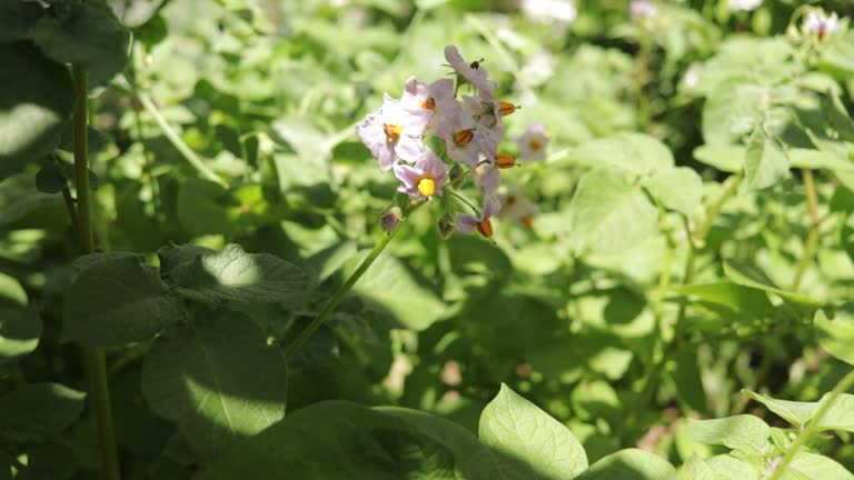 potato bushes in the garden in the flowering stage in spring