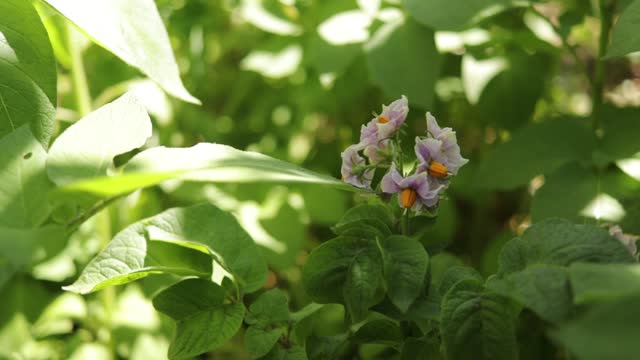 potato bushes in the garden in the flowering stage in spring