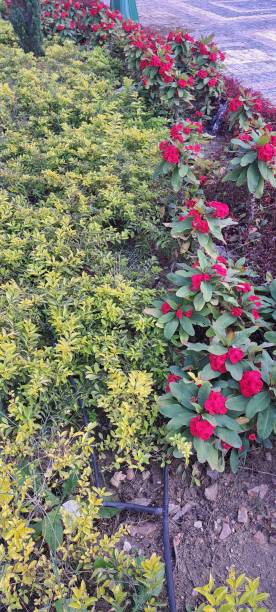 istock Ornaments  plant and flower 1943041817