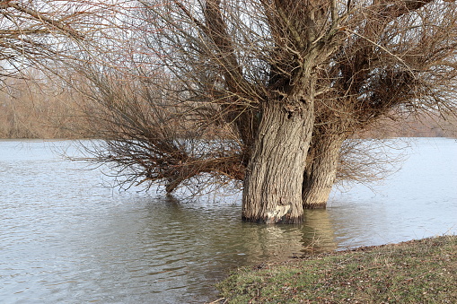 It rained and snowed a lot in Central Europe, so the Danube waters rose downstream and flooded the banks