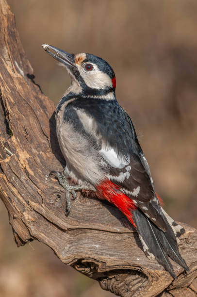 istock Great Spotted Woodpecker (Dendrocopos major) on a branch in the forest. 1943052718
