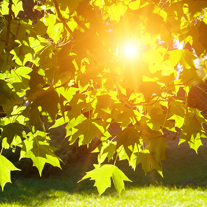 Background of colorful maple leaves and bright sun