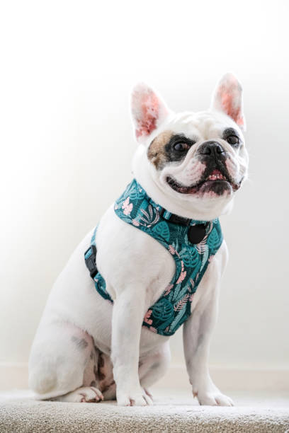 Portrait of a strong female French Bulldog stock photo