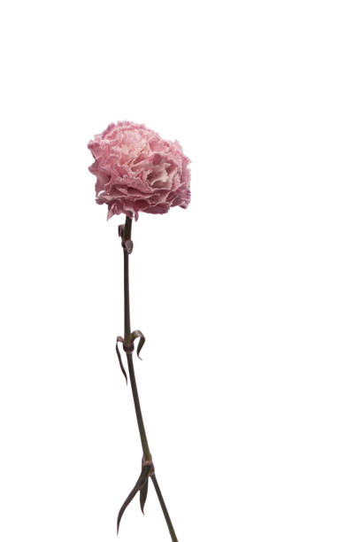 Beautiful pink carnation isolated on white background.