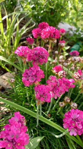 istock Pink blossoms of carnation ,armeria maritima, splendens“ 1943080662