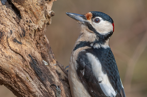 Great Spotted Woodpecker (Dendrocopos major) on a branch in the forest. Bas-Rhin, Alsace, Grand Est, France, Europe.