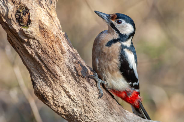 istock Great Spotted Woodpecker (Dendrocopos major) on a branch in the forest. 1943085459