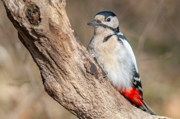 istock Great Spotted Woodpecker (Dendrocopos major) on a branch in the forest. 1943085463