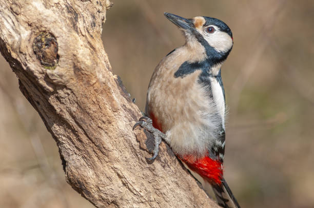 istock Great Spotted Woodpecker (Dendrocopos major) on a branch in the forest. 1943086011