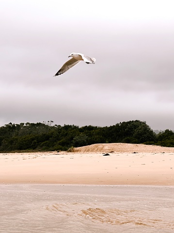Vertical landscape photo of a lone seagull, wings outstretched, flying above estuary waters next to Tabourie Beach, under an overcast sky, south coast NSW in Summer.