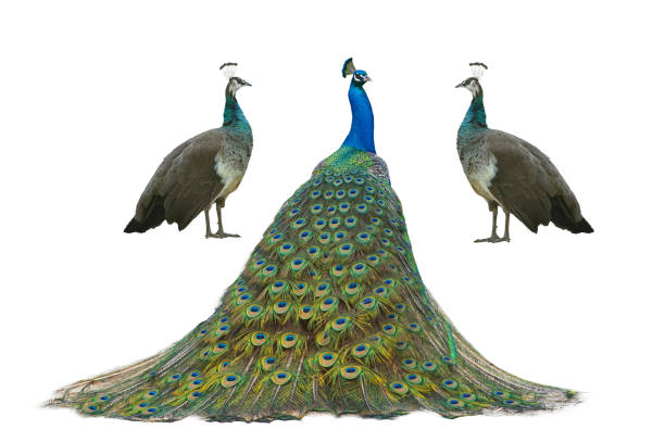 istock male and female peacock standing isolated on white background 1943089721