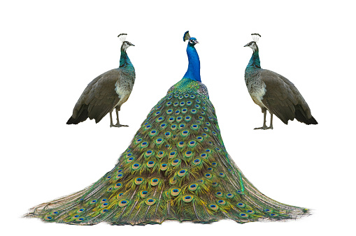 male and female peacock standing isolated on white background