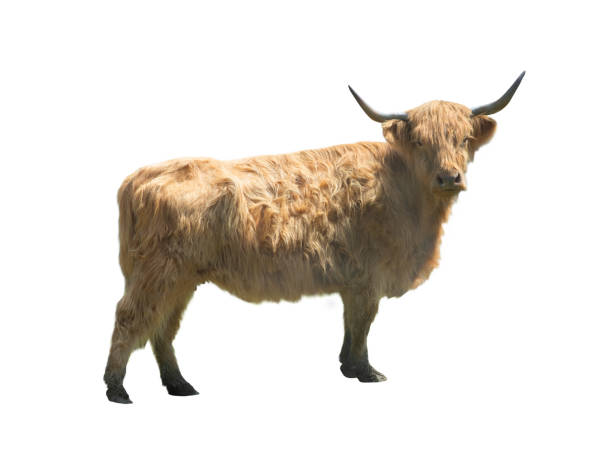 istock higland cattle isolated on white background 1943092387