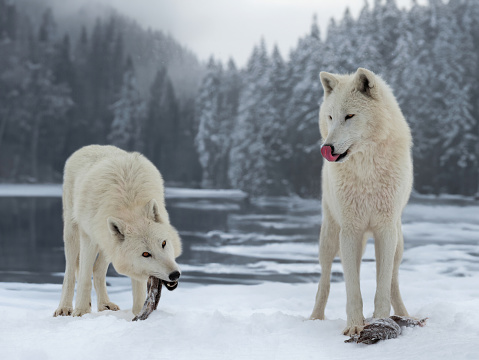two polar wolves eat their prey in the forest