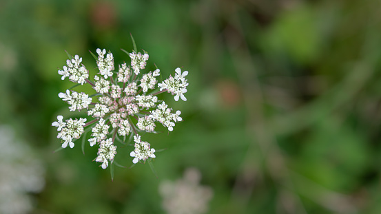 Wild carrot, a species of the umbelliferae family, Daucus carota subspecies sativus, popularly called carrot