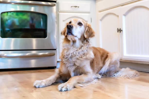 istock Golden Retriever laying down 1943114386