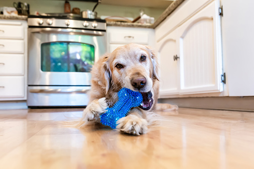 Golden Retriever playing with blue toy