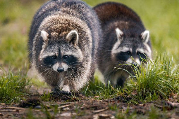 istock Raccoons strolling through the grass in close proximity 1943117877