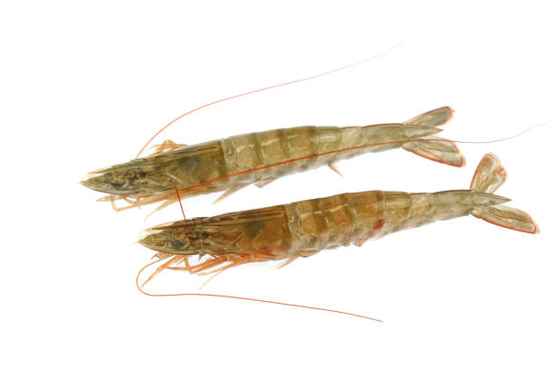 istock Fresh single living shrimp isolated on white background 1943125255