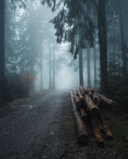 istock Misty forest road surrounded by lush trees and fog 1943132189