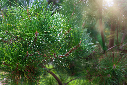 Lush green pine branches with long needles in pinewood. Defocused sunlight on background. Close-up of an evergreen coniferous pine tree. Selective focus.