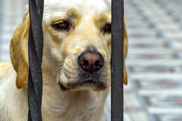 injured Stray dog