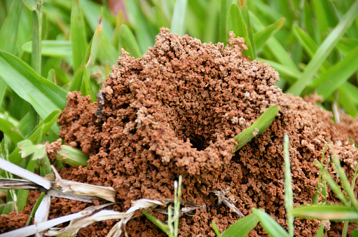 In the grass an ant nest rising in the field