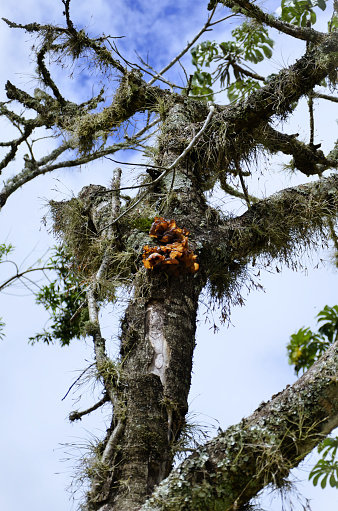 High up on the tree trunk is a Tremella foliacea fungus growing in the field