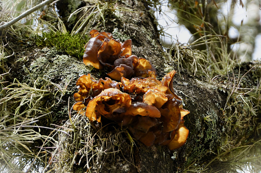 High up on the tree trunk is a Tremella foliacea fungus growing in the field