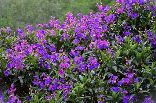 In the field, the purple flowers of Tibouchina granulosa on a sunny day