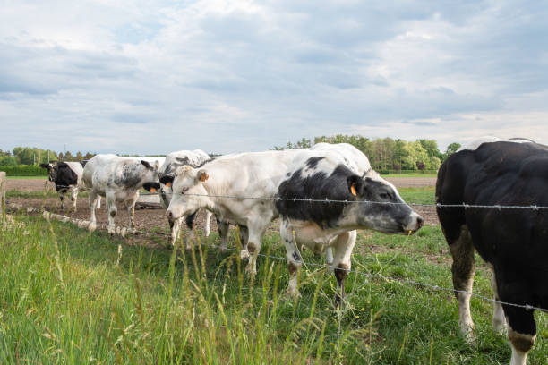 istock a group of multi-colored black and white cows graze in a corral on green grass 1943135782