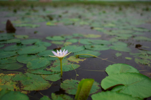 Water Lily Flower In a pond